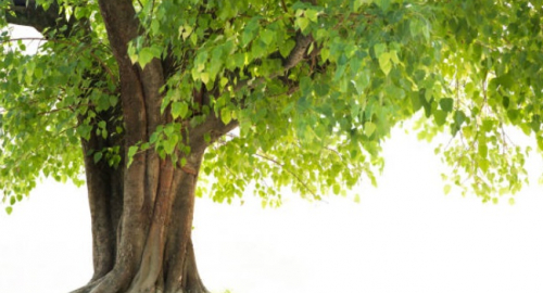 Ficus Religiosa: Un Tesoro della Medicina Tradizionale per la Salute Umana